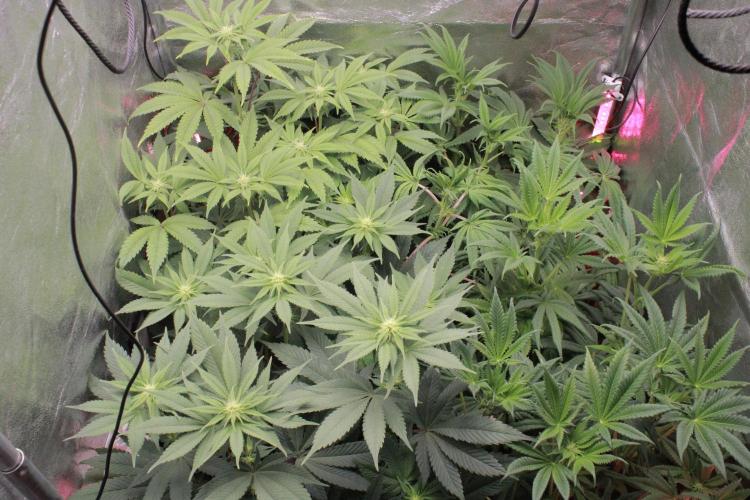 Fast Buds - Papayton. Week 8