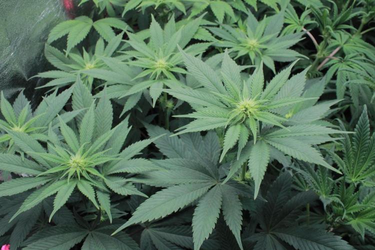 Fast Buds - Papayton. Week 8