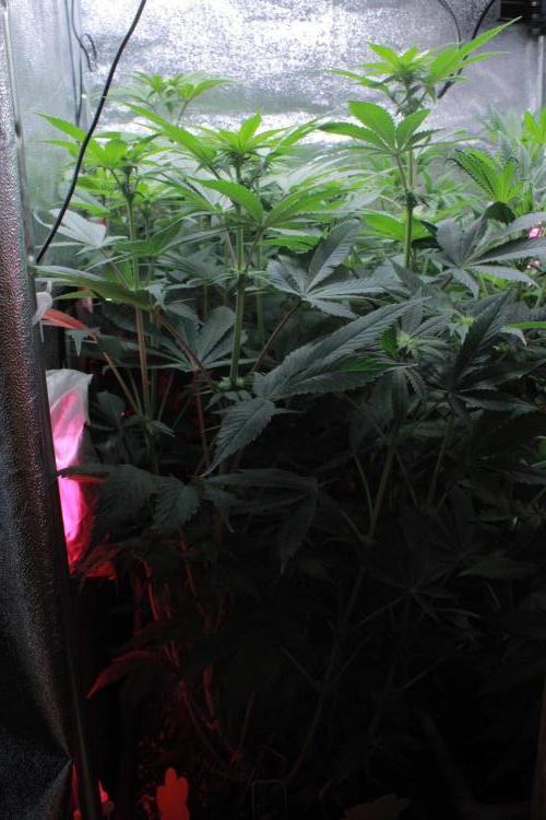 Fast Buds - Papayton. Week 8