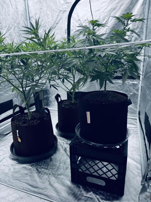 Oro de Montaña. Week 1 - kush from Pakistan joined the light show
