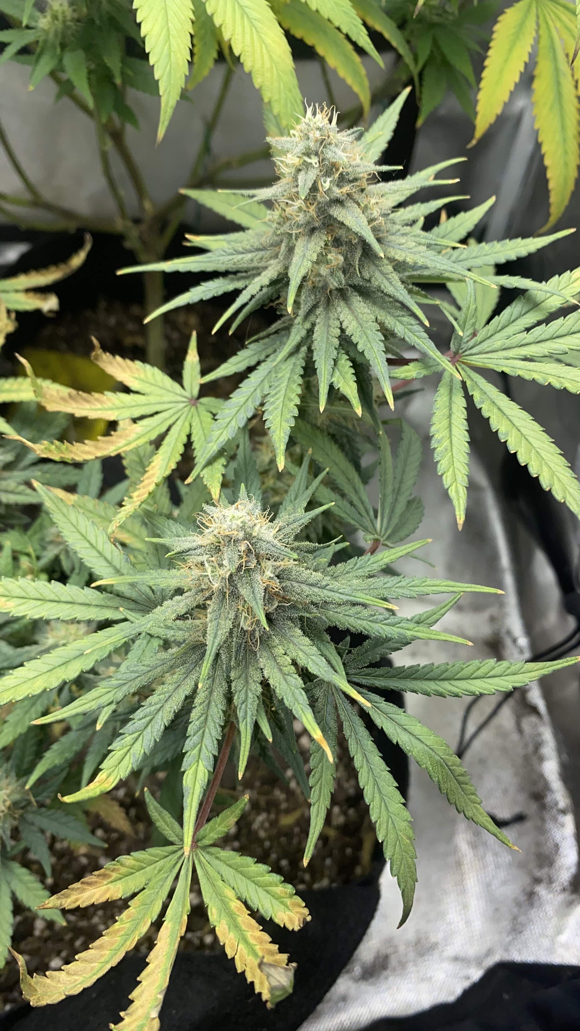 ETHOS Early Lemon Berry RBX grow diary (journal) week13 by