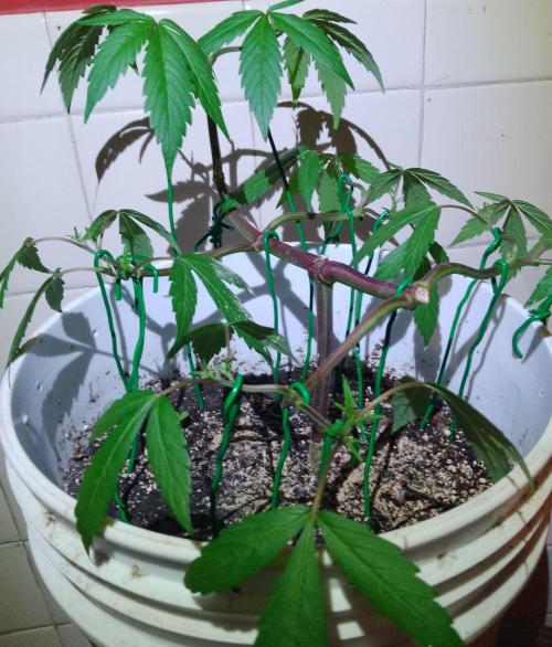 Black Muffin F1. Mainlining. Week 7