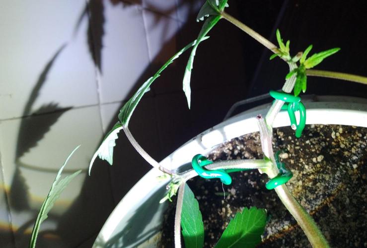 Black Muffin F1. Mainlining. Week 7