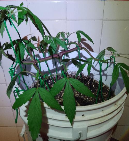 Black Muffin F1. Mainlining. Week 7