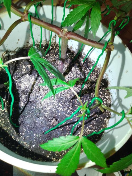 Black Muffin F1. Mainlining. Week 7 - Lo blanco que se ve en el sustrato es tierra de diatomeas