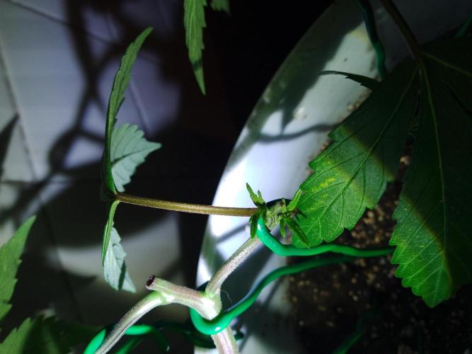 Black Muffin F1. Mainlining. Week 7