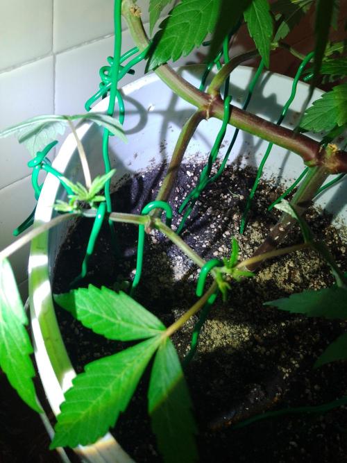 Black Muffin F1. Mainlining. Week 7