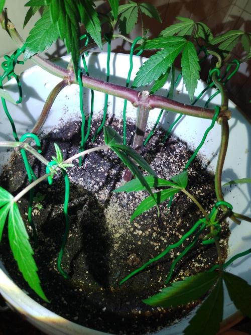 Black Muffin F1. Mainlining. Week 7