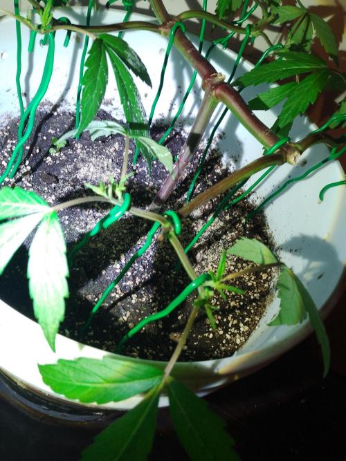 Black Muffin F1. Mainlining. Week 7