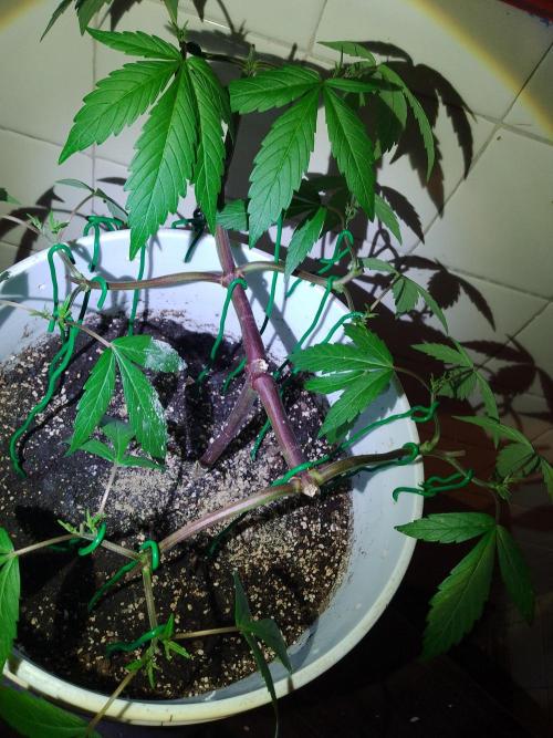 Black Muffin F1. Mainlining. Week 7