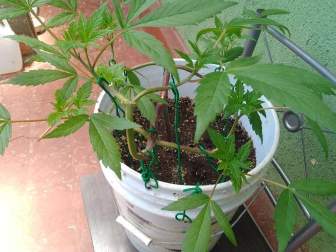 Black Muffin F1. Mainlining. Week 8