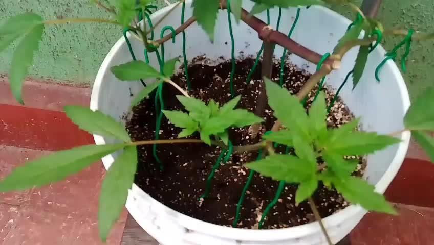 Black Muffin F1. Mainlining