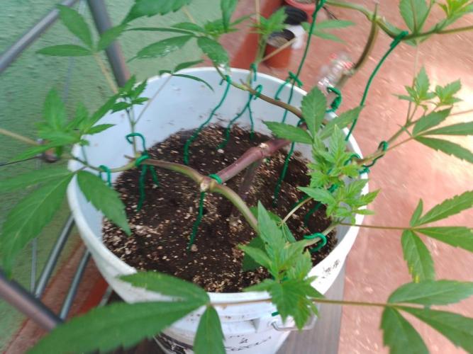 Black Muffin F1. Mainlining. Week 8