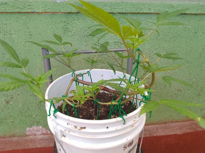 Black Muffin F1. Mainlining. Week 8