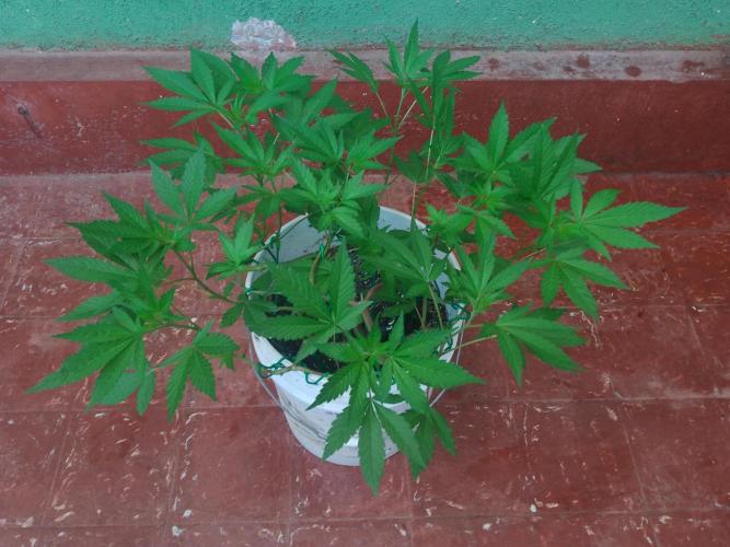 Black Muffin F1. Mainlining. Week 9