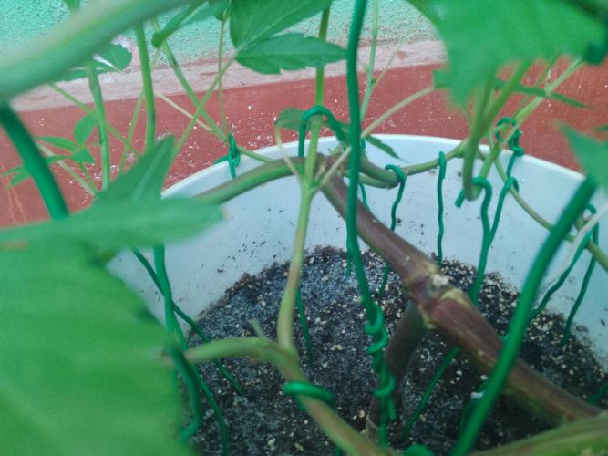 Black Muffin F1. Mainlining. Week 9