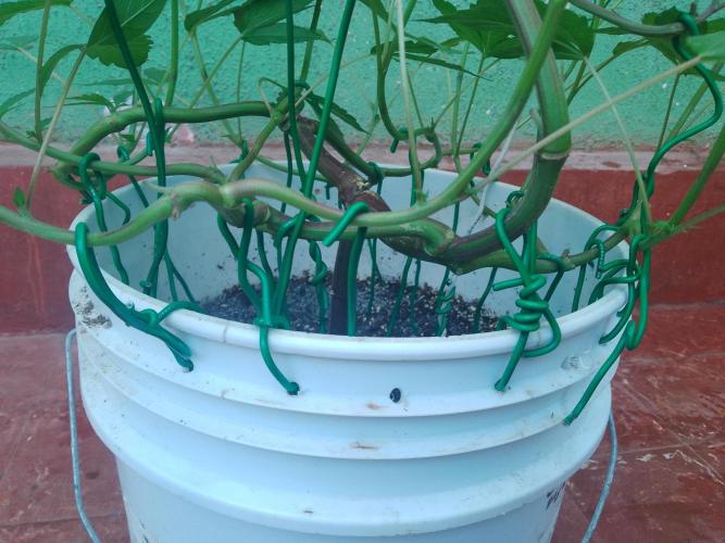 Black Muffin F1. Mainlining. Week 9