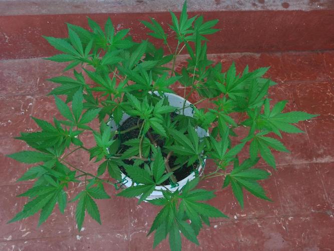 Black Muffin F1. Mainlining. Week 9