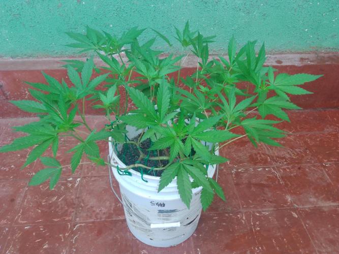 Black Muffin F1. Mainlining. Week 9