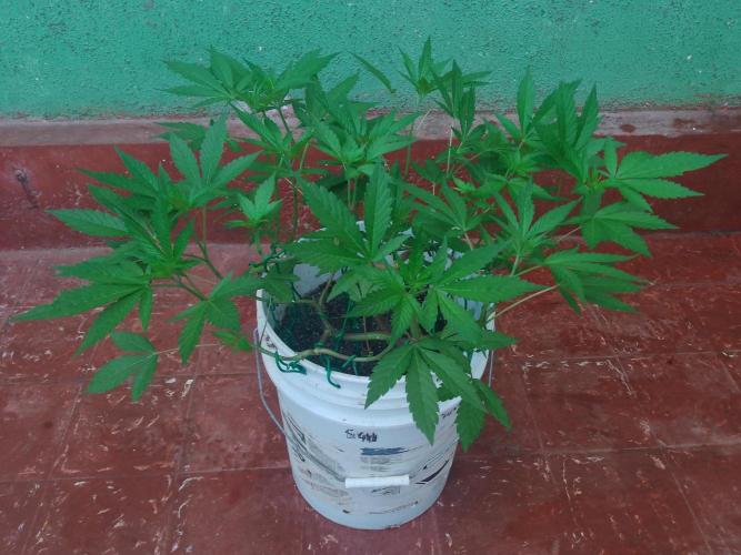 Black Muffin F1. Mainlining. Week 9