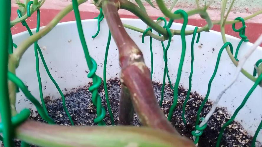 Black Muffin F1. Mainlining