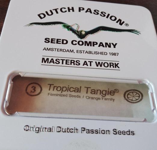 Tropical Tangie. Mainlining. Week 0