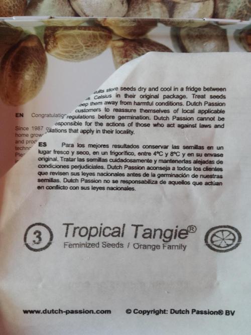 Tropical Tangie. Mainlining. Week 0