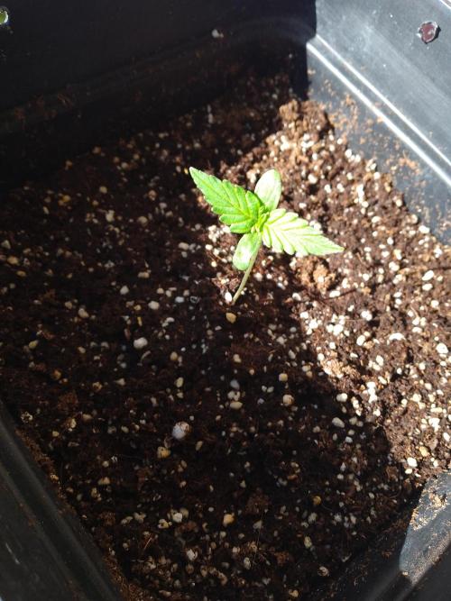 Tropical Tangie. Mainlining. Week 0