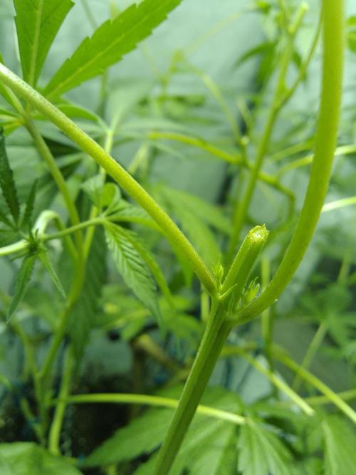 Black Muffin F1. Mainlining. Week 1