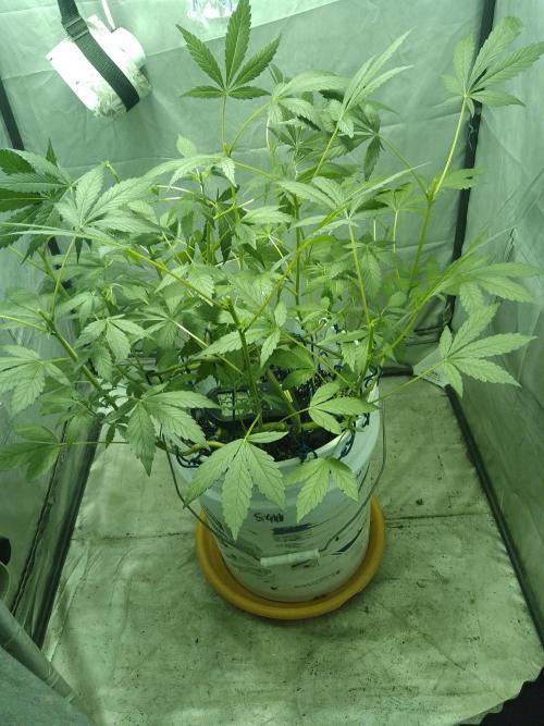 Black Muffin F1. Mainlining. Week 1