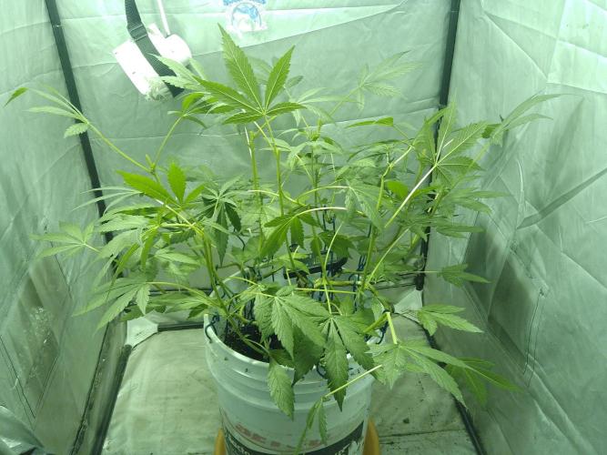 Black Muffin F1. Mainlining. Week 1