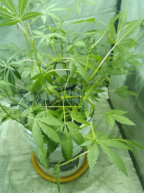 Black Muffin F1. Mainlining. Week 1