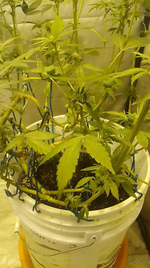 Black Muffin F1. Mainlining