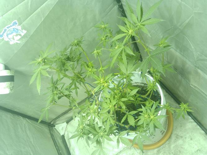 Black Muffin F1. Mainlining. Week 2