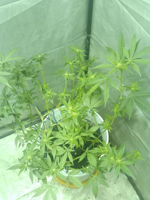 Black Muffin F1. Mainlining. Week 2