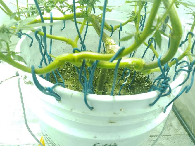 Black Muffin F1. Mainlining. Week 3