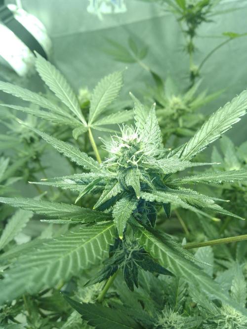 Black Muffin F1. Mainlining. Week 3