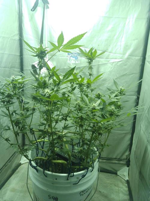 Black Muffin F1. Mainlining. Week 3