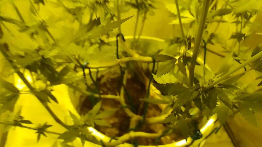 Black Muffin F1. Mainlining