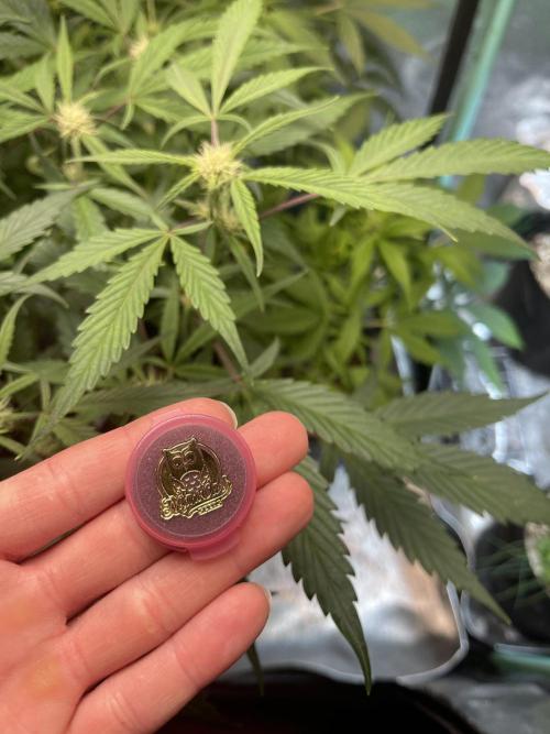 Growing update 2026 (Home Tent). Week 0 - Nice! Packaging in these autos is the best 