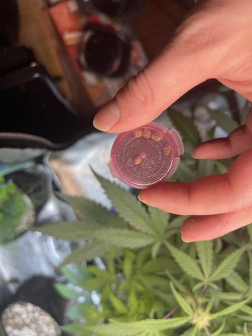 Growing update 2026 (Home Tent). Week 0 - Carefully hand picked by the kush gods 