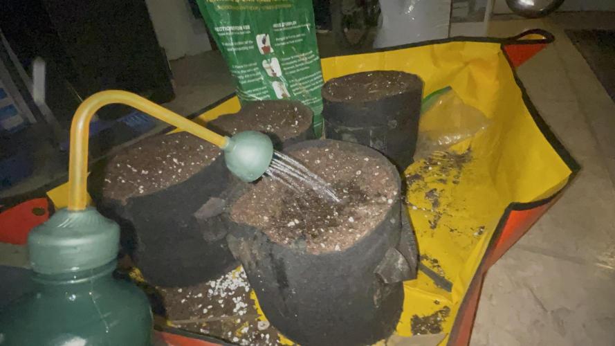 Growing update 2026 (Home Tent). Week 0 - Water water pre water helps the soil to stay moist for longer, 