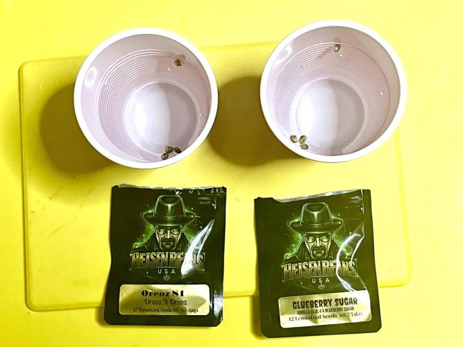 Glueberry & Oreoz. Week 0 - Four beans of each in both cups