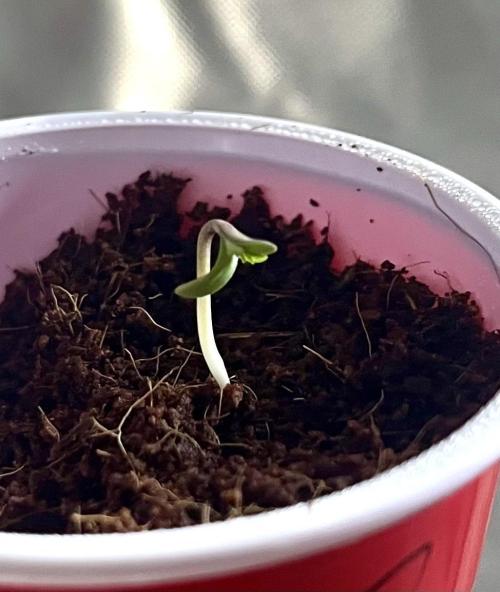 Chica rebelde #1. Week 1