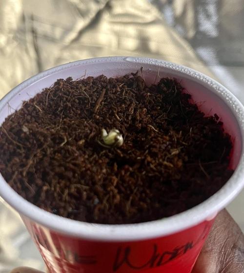 Chica rebelde #1. Week 1