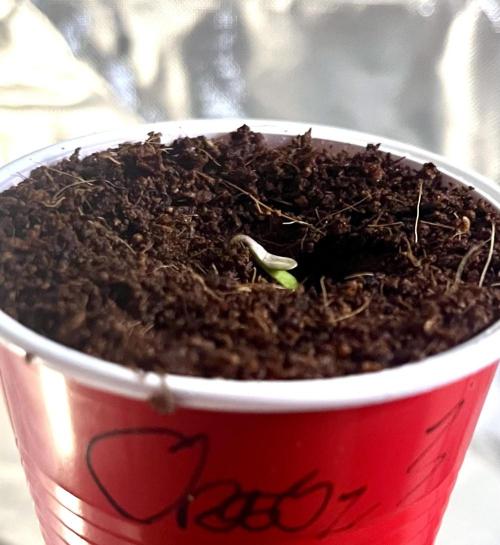 Glueberry & Oreoz reignition grow. Week 1