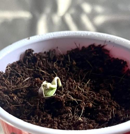 Glueberry & Oreoz reignition grow. Week 1