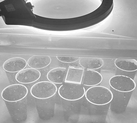 Glueberry & Oreoz reignition grow. Week 1