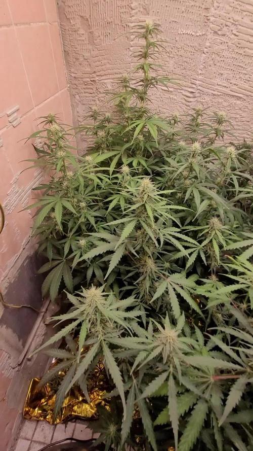 FastBuds 2025 - Mix Pack 2025