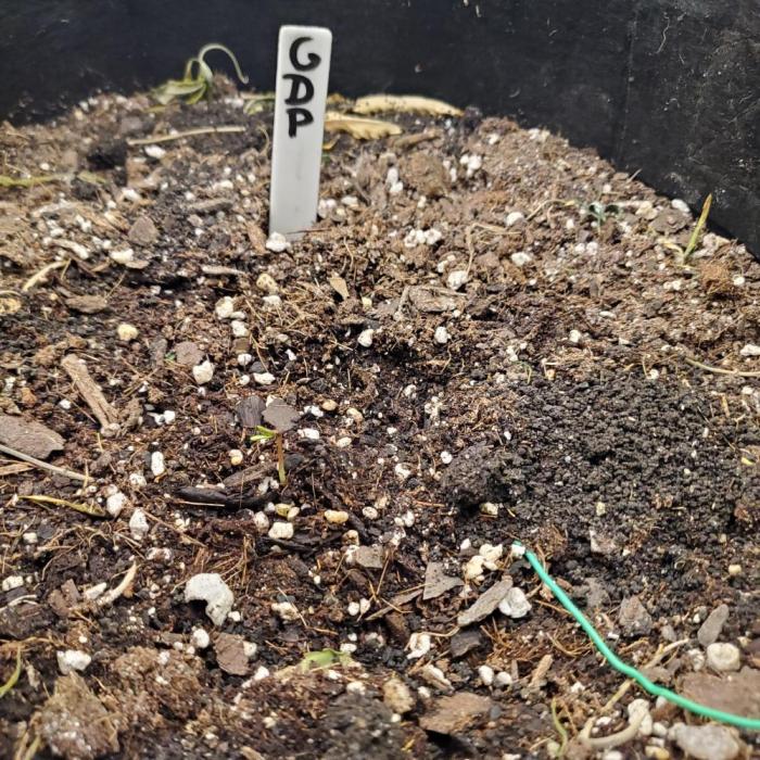 smallgrow. Week 0 - day 1 above ground 